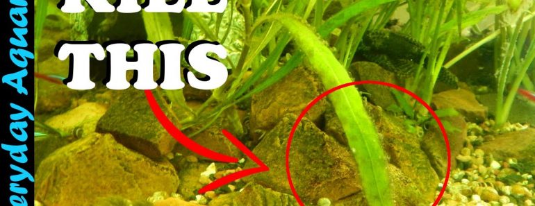 3 Tips To Control Aquarium Algae 3 Tips To Control Aquarium Algae