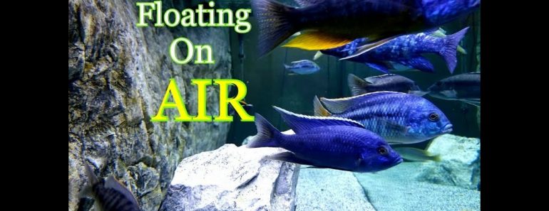 3 Tips For CRYSTAL Clear Aquarium Water