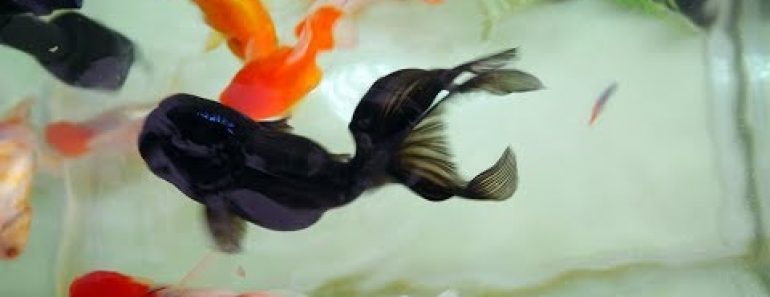 Goldfish Fengshui Aquarium Tips
