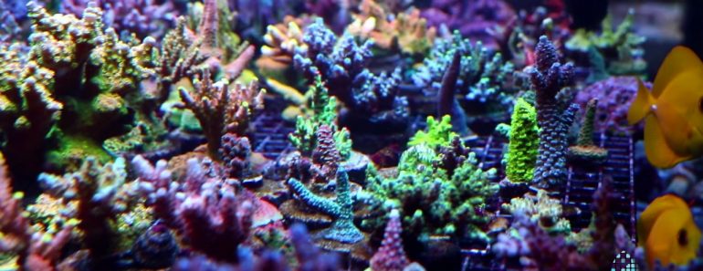 Aquarium Tips with Julian Sprung. What is Kalkwasser?  Part 1