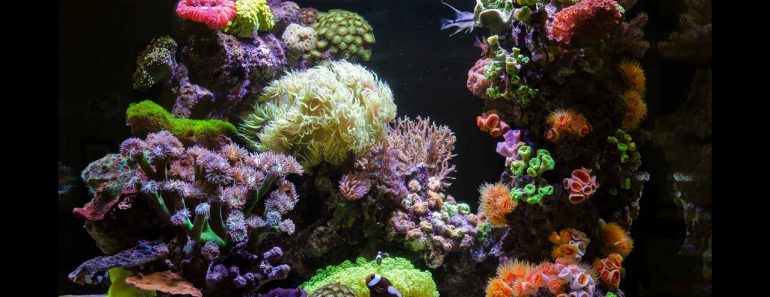 Reef Aquarium Maintenance Tips