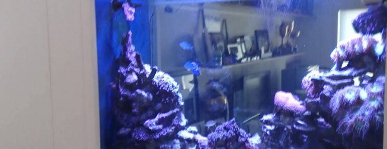Tips for a reef aquarium in the wall