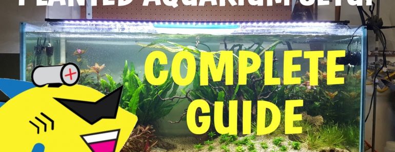PLANTED AQUARIUM SETUP: Complete Guide To A Soil Planted Tank