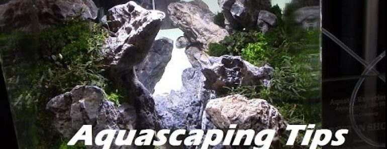 Planted Aquarium Aquascaping Tips