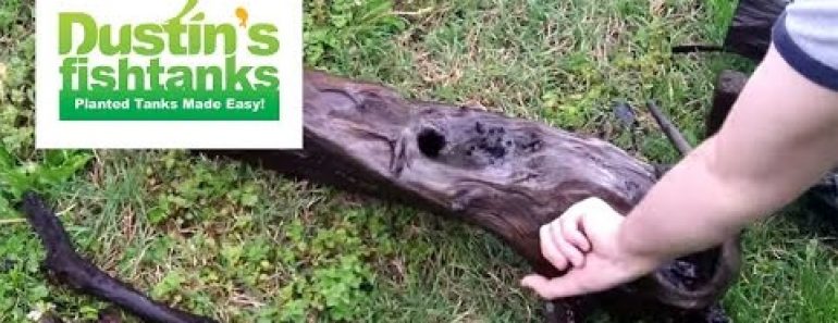 How to use Driftwood in your Aquarium: Driftwood tips and tricks