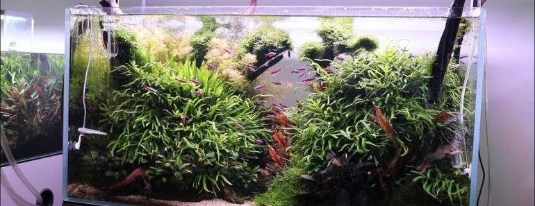 5 Tips for Establishing a New Aquascape or Planted Aquarium
