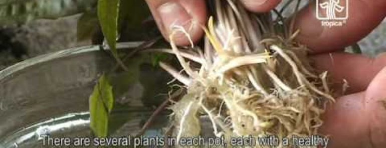 Tips and tricks for handling plants in the aquarium, Tropica Aquarium Plants