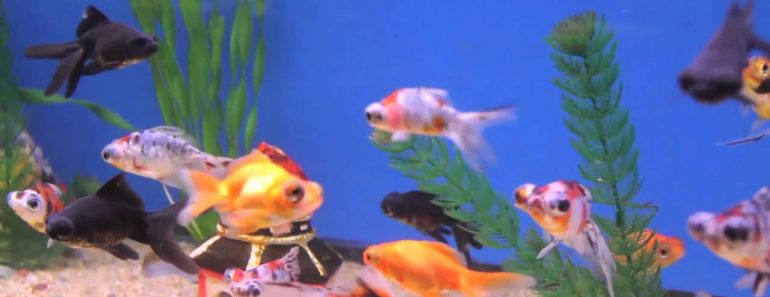 Aquarium Tips – How to Introduce New Fish to Your Fish Tank