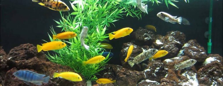 MBUNA IN THE AQUARIUM: Tips and Advice for Selecting Fish and Keeping Mbuna Cichlids