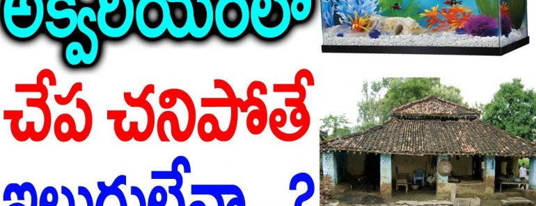 అక్వేరియం లో చేప చనిపోతే ఇల్లు గుల్లేనా || Home Aquarium Vastu Tips