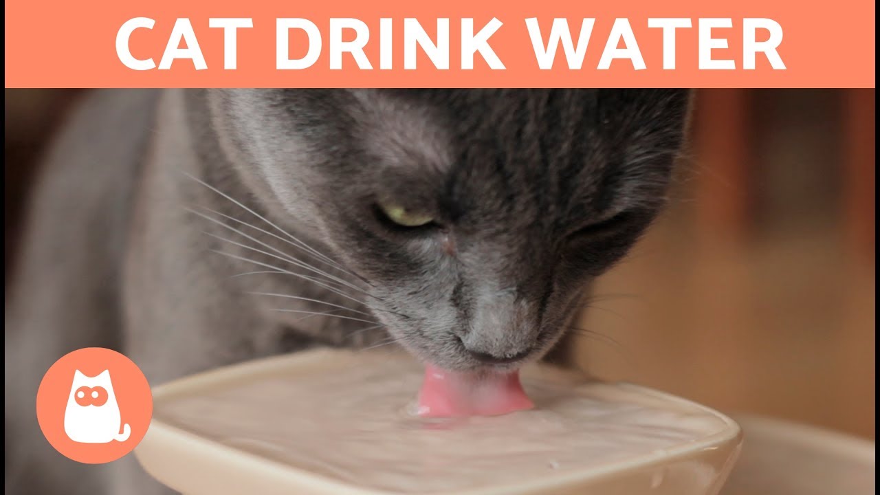10 Tips To Help Your Cat DRINK WATER GoodPetSupply