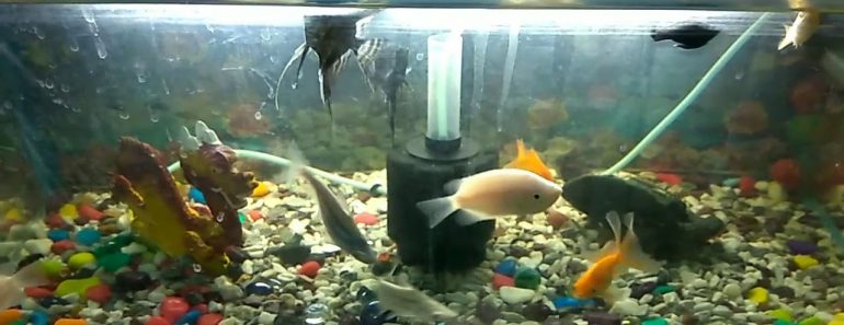 Aquarium Tips for Beginners, why my Fish Die?   [hindi]
