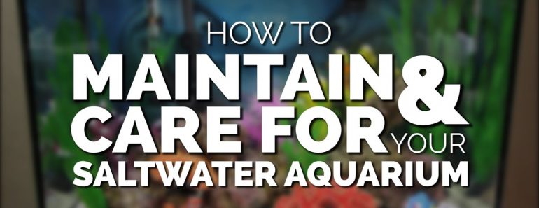 How To Maintain & Care For Your Basic Saltwater Aquarium