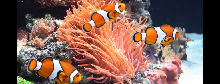 Aquarium Fish Feeding Tips
