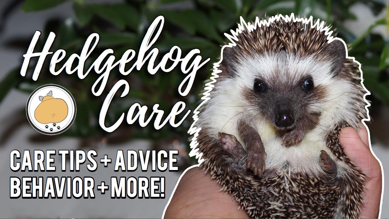 Hedgehog Owner Care Tips! | Pet Hedgehog Care Guide - GoodPetSupply.com