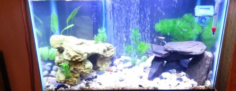 BEST AQUARIUM EVER | 10 GALLON PLANTED TANK | TIPS N' TRICKS