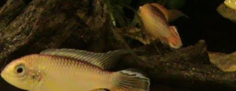 How to lower pH in an Aquarium – Tips and Advice by Pondguru