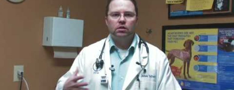 Dog Care Tips : How to Get Rid of Dog Fleas