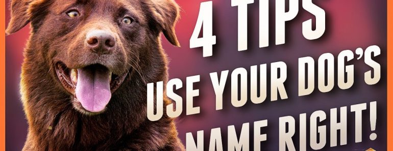 Dog Ignoring You? 4 Dog Name Strategies to Help!