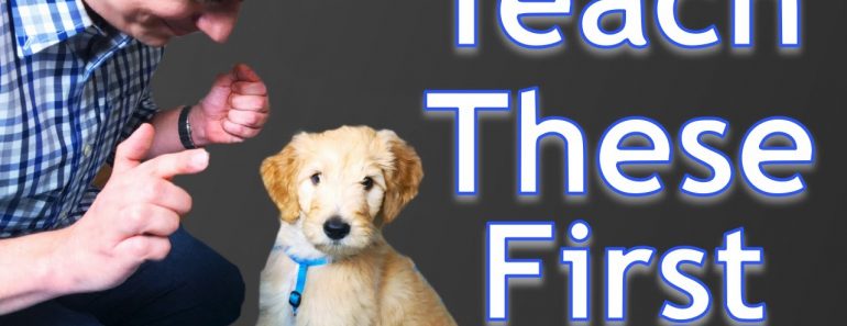 3 Easy Things to Teach your NEW PUPPY!