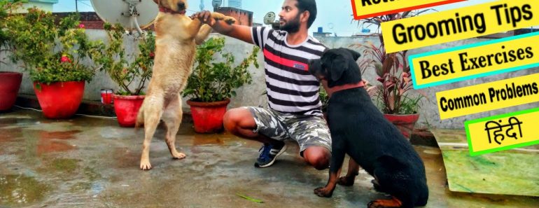 How To Keep Your Dog During Lockdown Period || Dog Training tips & Tricks in Hindi