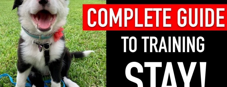 1 Year of Training My Dog Stay in 1 Video