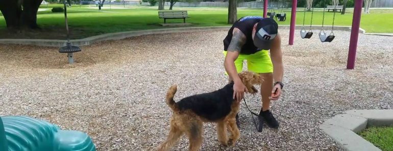 Dog Training In Houston, TX, Katy 10MO Airedale Terrier 2 Week Board and Train Before and After