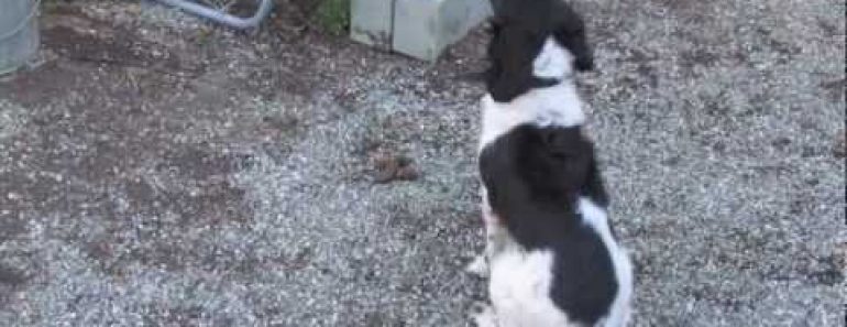 Narcotic Detection Dog Training – Gold Coast K9