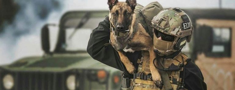 Here's Military Dogs that are specially Trained for Combat