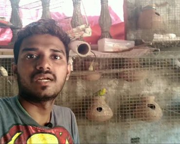 budgerigar bird 🐦 winter care