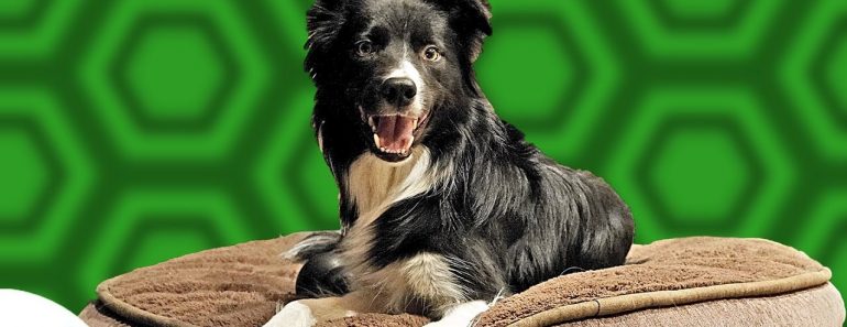 Teach Your Dog To Go To Bed And RELAX – Professional Dog Training Tips