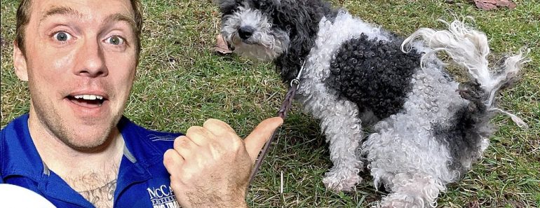 Potty Training A Puppy To Go Outside – Professional Dog Training Tips