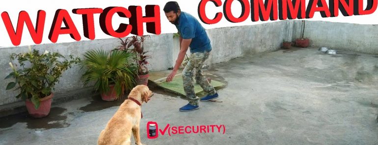 Labrador Dog Training – Day 6th : How to Train a Dog For Security (Hindi)