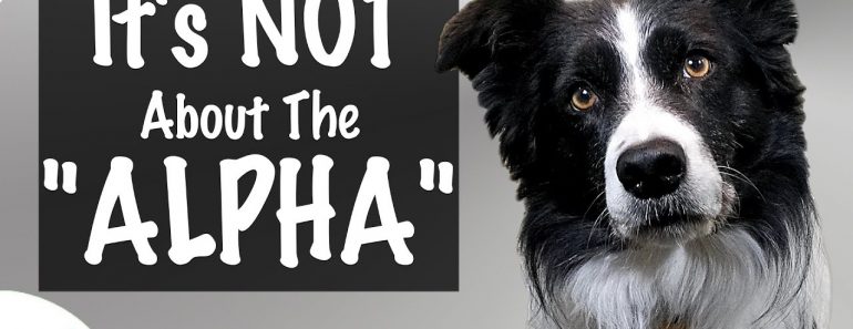 How To Establish Leadership With Your Dog – Professional Dog Training Tips