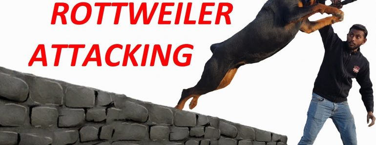 Dog Training – How to Train Your Dog to Attack For Your Safety Purpose !! Rottweiler Attacking Hindi