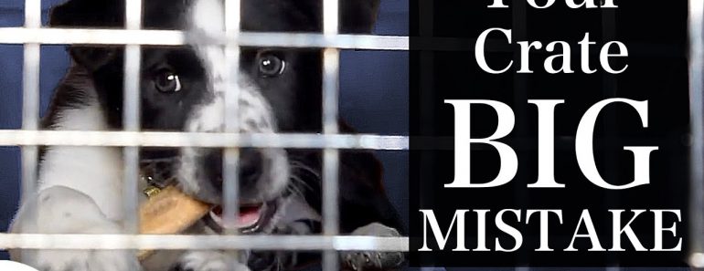 The BIGGEST Mistake People Make With Crate Training A Puppy