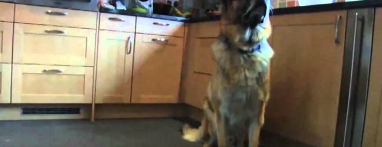 How to Prepare Your Dog for Guard Dog Training