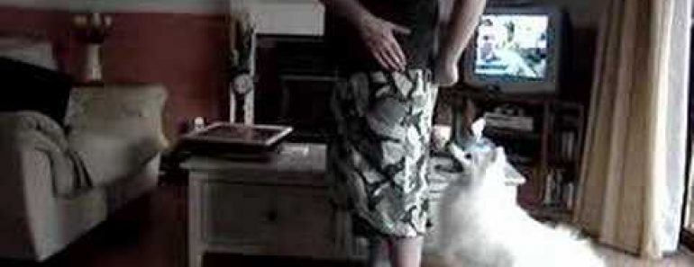 Japanese Spitz Dog Training