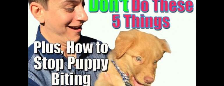 How to Stop Puppy Biting and Don’t Do These 5 Things When Training Your Puppy