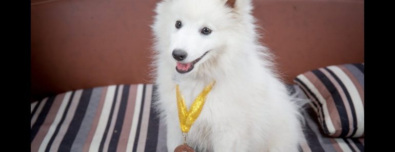 Kubo – Japanese Spitz Puppy – 2 Weeks Residential Dog Training