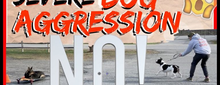 My Dog is Aggressive towards other dogs! Help! – Dog Training with Americas Canine Educator