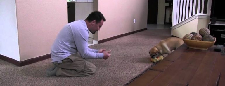 Dog Training: Thriving Canine's 4 Favorite Rainy Day Indoor Dog Exercises