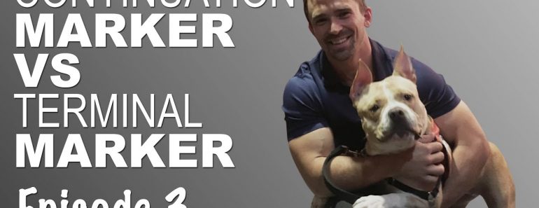 Dog Training | Continuation Marker vs The Terminal Marker – Episode 3
