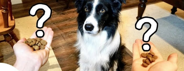 A Game That Teaches Your Dog Self-Control – Professional Dog Training Tips