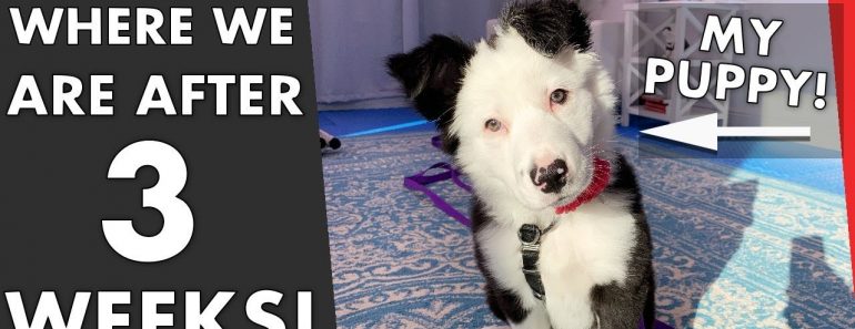 Where I Am After 3 Weeks of Training My Puppy! (Dog Training Experience Ep. 10)