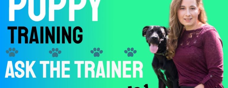 Puppy Training  – Ask the Dog Trainer Q&A Episode 1