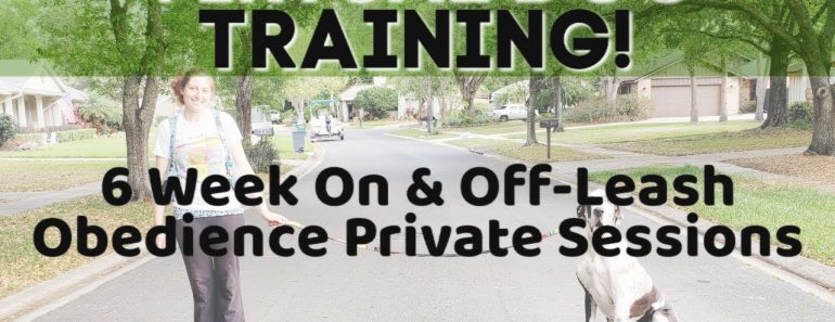 Virtual Dog Training Private Lessons – Take the Lead K9 Training