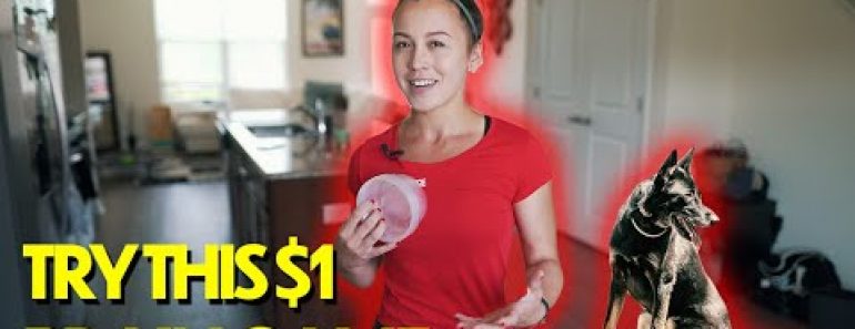 Try THIS $1 Dog Training Brain-Game! (must watch)