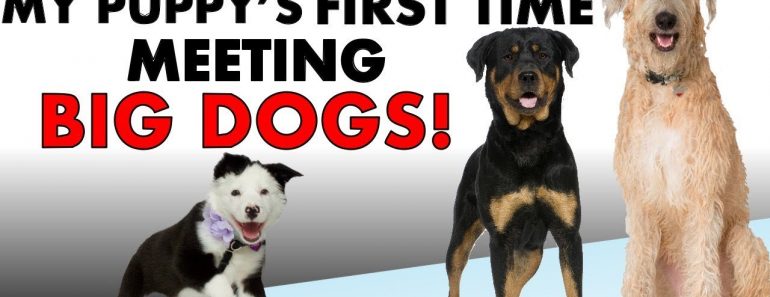 NEW EPISODE! My Puppy’s First Time Meeting BIG Dogs and WAY More! (Dog Training Experience Ep. 9)