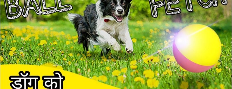 Dog Training- Dog को  BALL🥎 लेकर आना कैसे सिखाएं? | How to train your Dog to Fetch the Ball (Hindi)